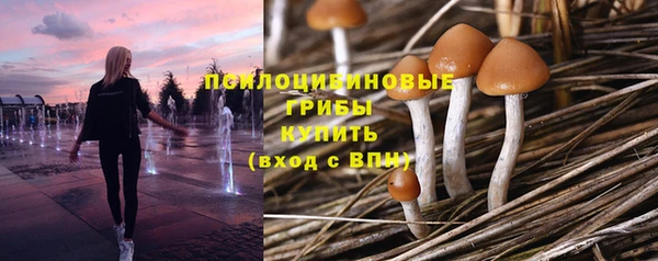 стаф Алзамай